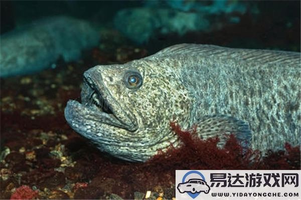 神奇海洋2024今日最新答案更新在12月12日：下面哪种海洋生物能够短暂飞跃海面