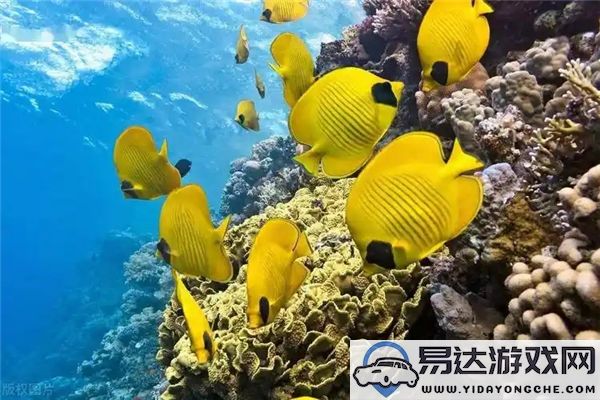 神奇海洋2024今日最新答案更新在12月12日：下面哪种海洋生物能够短暂飞跃海面