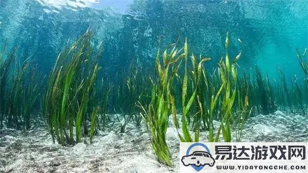 蚂蚁森林神秘海洋今日答案揭秘2024年12月5日？哪种海洋生物被称为海中的含羞草