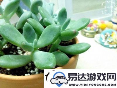 皇家共享小公主多肉植物的养护技巧：光照、水分、土壤及肥料的关键要点