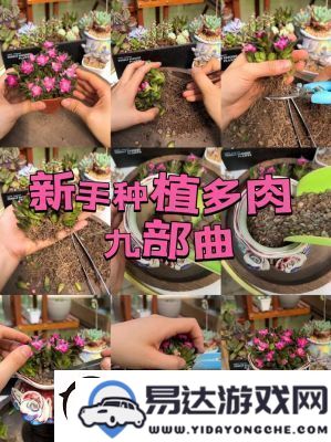 皇家共享小公主多肉植物的养护技巧：光照、水分、土壤及肥料的关键要点